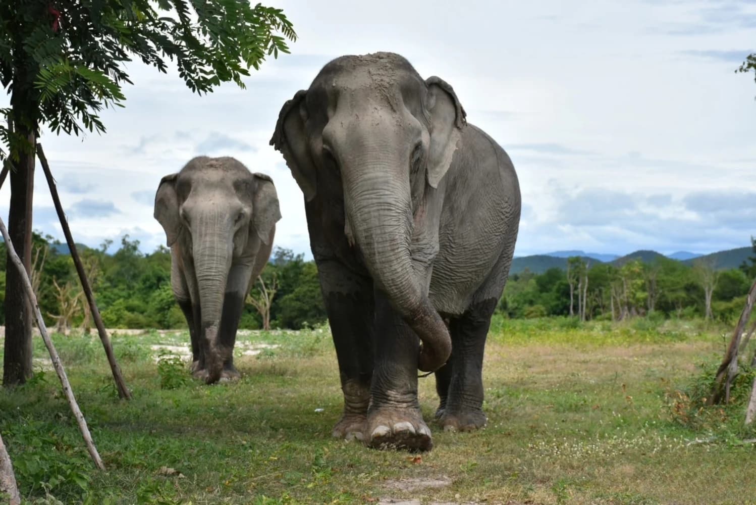 Elephant Sanctuary