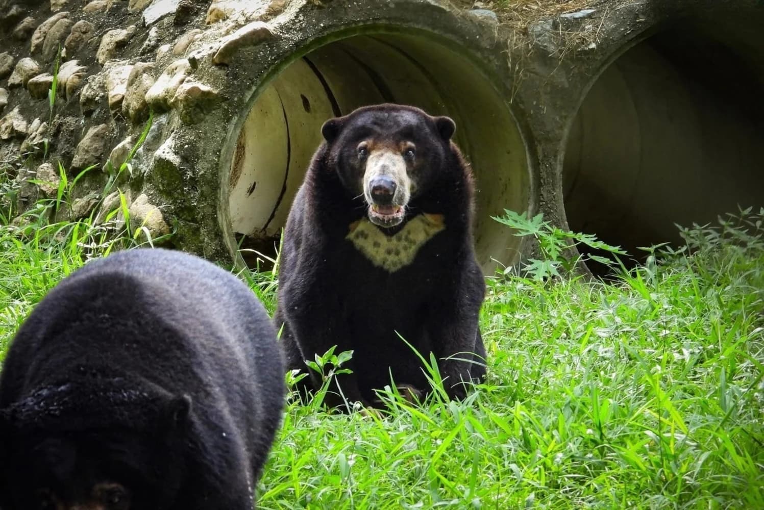 Wildlife Rescue Center Volunteering